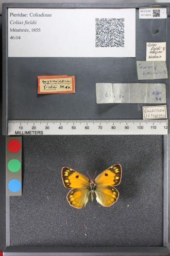 Media type: image;   Entomology 118814